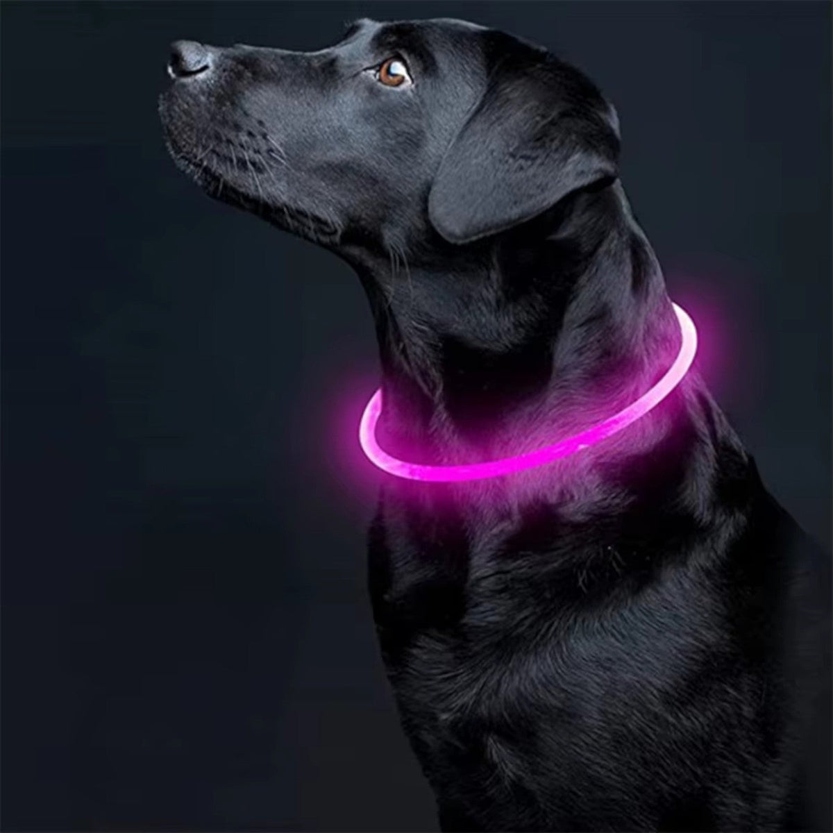 Kürzbares LED-Hundehalsband mit USB-Akku